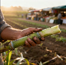 Load image into Gallery viewer, SweetHarvest Sugarcane Seeds