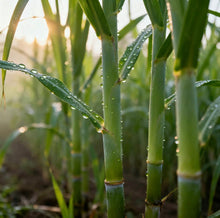 Load image into Gallery viewer, SweetHarvest Sugarcane Seeds
