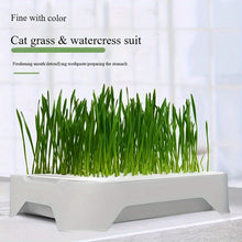 Load image into Gallery viewer, Cat Grass Hydroponic Planter - Soilless Wheatgrass Growing Kit for Indoor Cats - Plastic Desktop Pot
