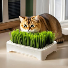 Load image into Gallery viewer, cat grass planter
