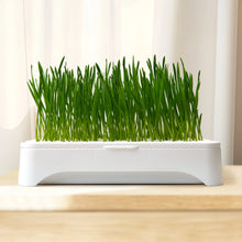 Load image into Gallery viewer, hydroponic cat grass
